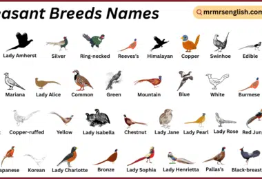 Pheasant Breeds Names in English with Their Pictures