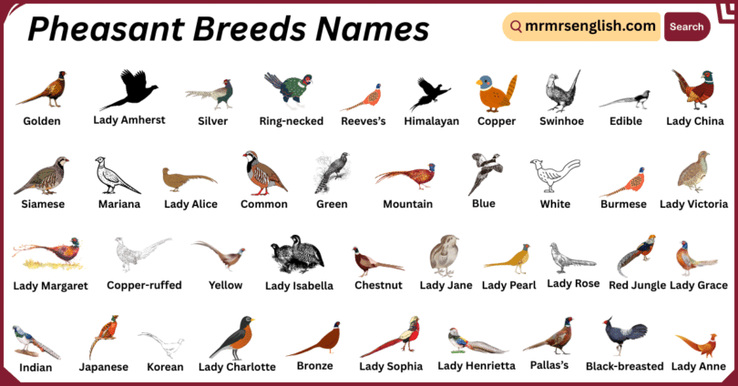 Pheasant Breeds Names in English with Their Pictures
