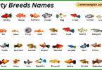 Platy Breeds Names in English with Their Pictures