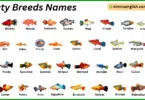 Platy Breeds Names in English with Their Pictures