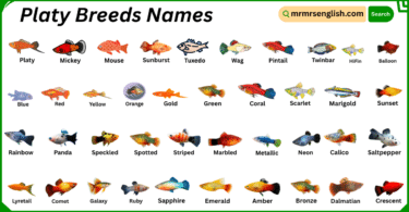 Platy Breeds Names in English with Their Pictures