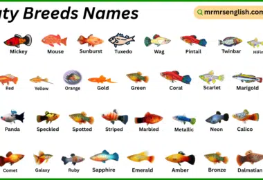 Platy Breeds Names in English with Their Pictures
