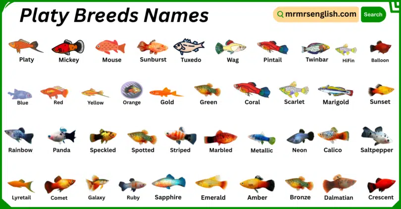 Platy Breeds Names in English with Their Pictures