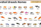 Swordtail Breeds Names in English with Their Pictures