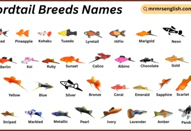 Swordtail Breeds Names in English with Their Pictures