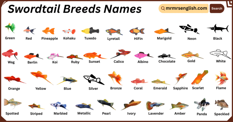 Swordtail Breeds Names in English with Their Pictures