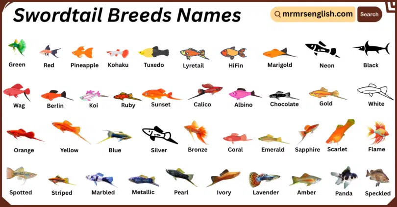 Swordtail Breeds Names in English with Their Pictures