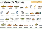 Trout Breeds Names in English with Their Pictures
