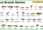 Trout Breeds Names in English with Their Pictures