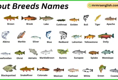 Trout Breeds Names in English with Their Pictures