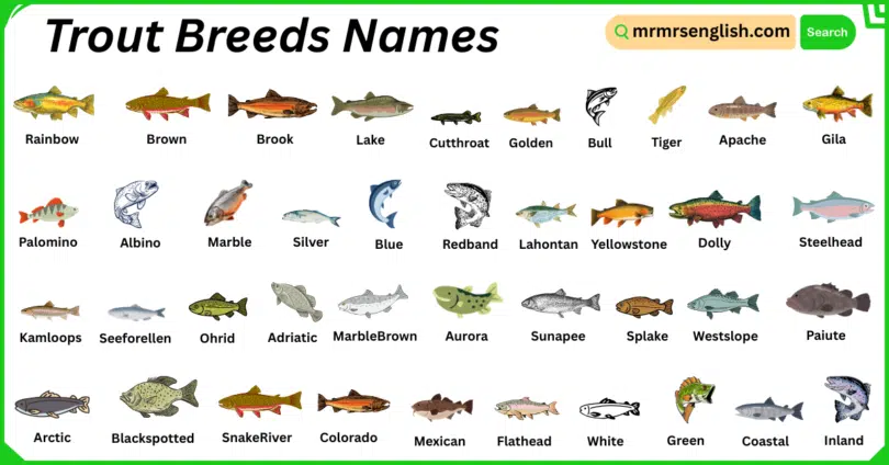 Trout Breeds Names in English with Their Pictures