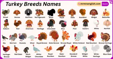 Turkey Breeds Names in English with Their Pictures