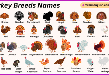 Turkey Breeds Names in English with Their Pictures