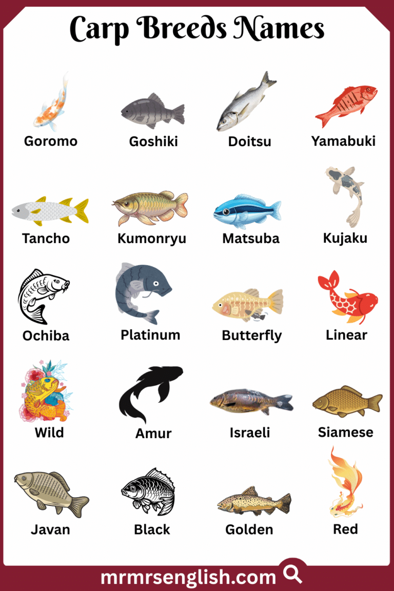 Carp Breeds Names in English with Their Pictures - MR MRS ENGLISH