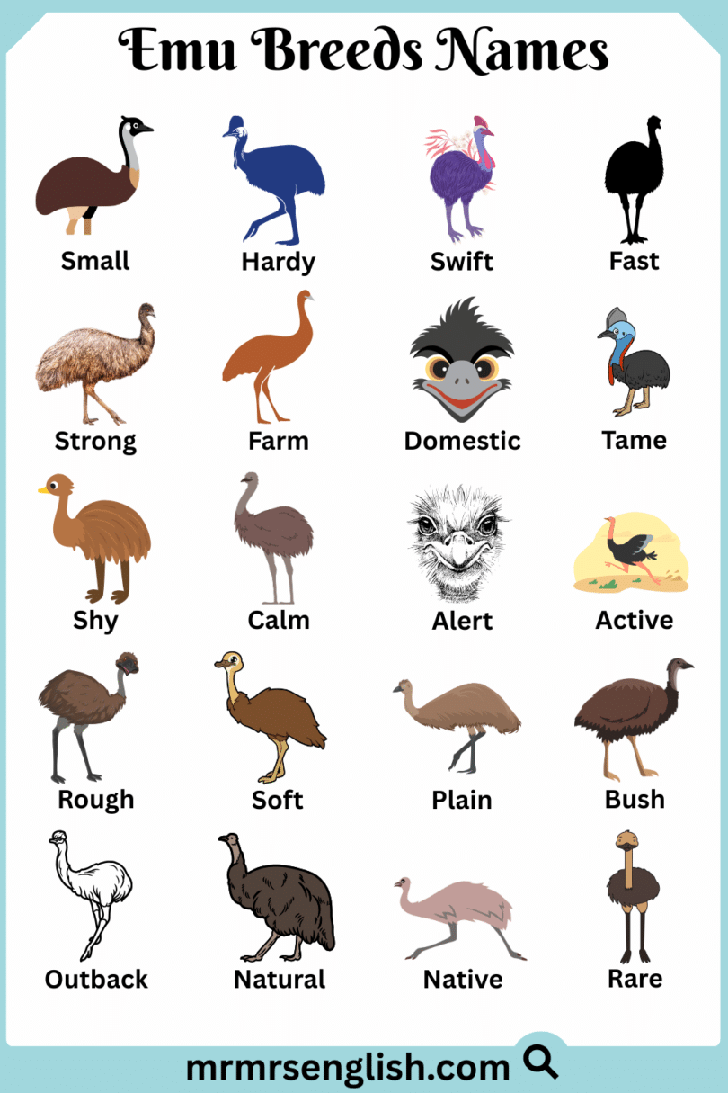 Emu Breeds Names in English with Their Pictures - MR MRS ENGLISH