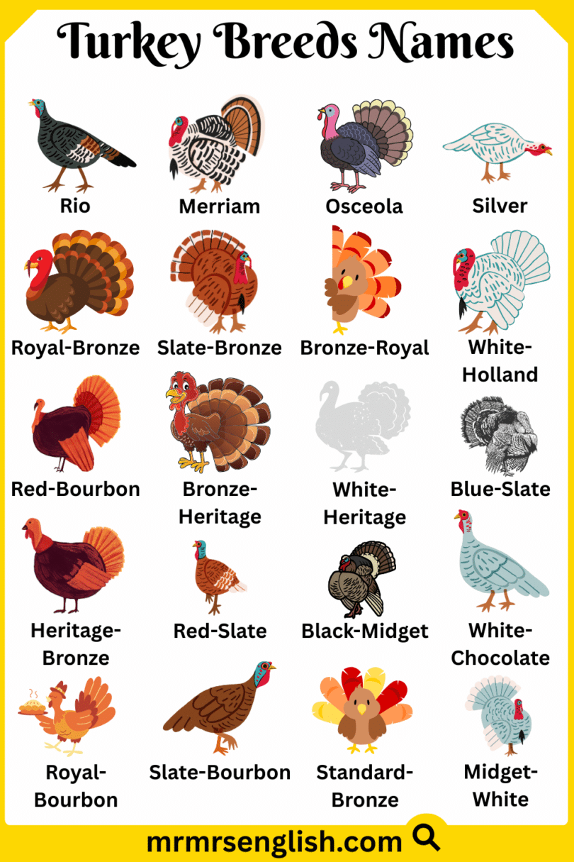 Turkey Breeds Names in English with Their Pictures - MR MRS ENGLISH