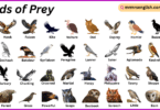 Birds of Prey Names in English with Their Pictures