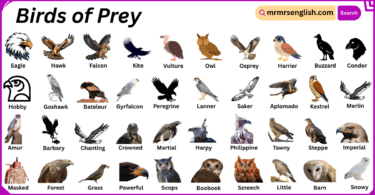 Birds of Prey Names in English with Their Pictures