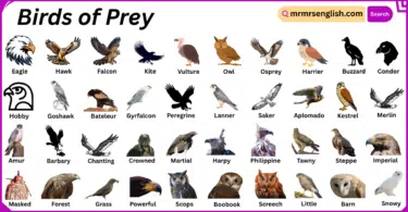 Birds of Prey Names in English with Their Pictures