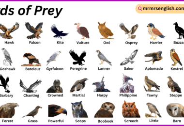 Birds of Prey Names in English with Their Pictures