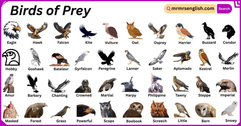 Birds of Prey Names in English with Their Pictures