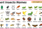 Desert Insects Names in English with Their Pictures