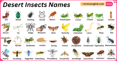 Desert Insects Names in English with Their Pictures
