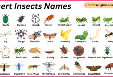 Desert Insects Names in English with Their Pictures
