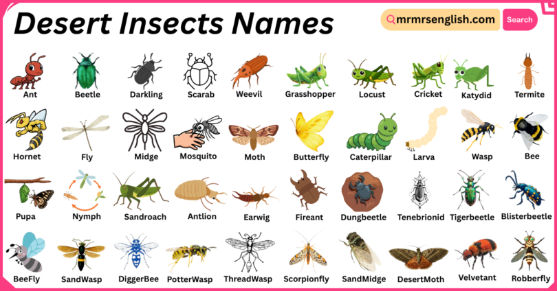 Desert Insects Names in English with Their Pictures