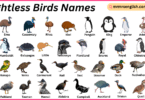 Flightless Birds Names in English with Their Pictures