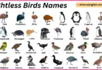 Flightless Birds Names in English with Their Pictures