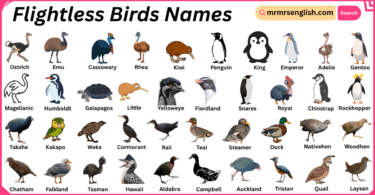 Flightless Birds Names in English with Their Pictures