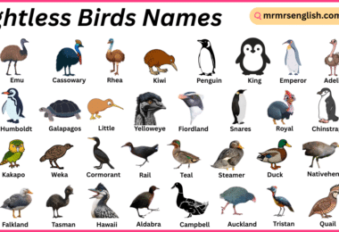 Flightless Birds Names in English with Their Pictures