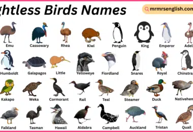 Flightless Birds Names in English with Their Pictures