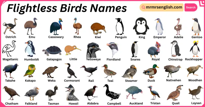 Flightless Birds Names in English with Their Pictures