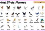 Flying Birds Names in English with Their Pictures