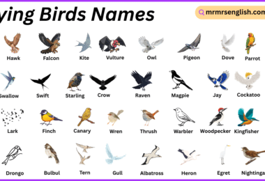 Flying Birds Names in English with Their Pictures