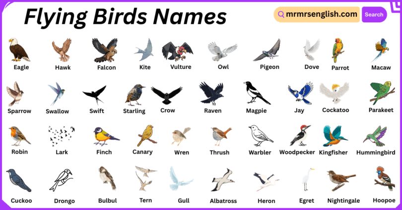 Flying Birds Names in English with Their Pictures