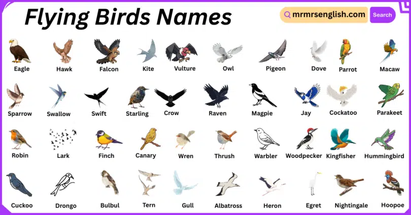 Flying Birds Names in English with Their Pictures