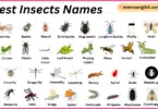 Forest Insects Names in English with Their Pictures
