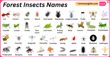 Forest Insects Names in English with Their Pictures