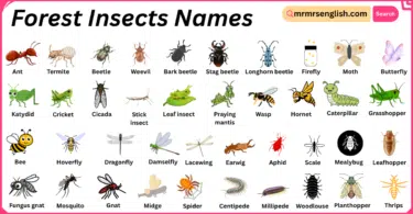 Forest Insects Names in English with Their Pictures