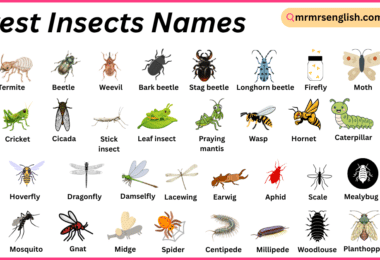 Forest Insects Names in English with Their Pictures