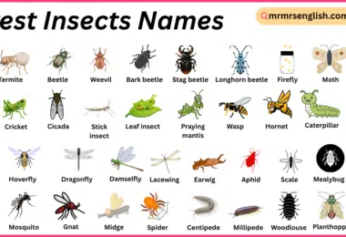 Forest Insects Names in English with Their Pictures