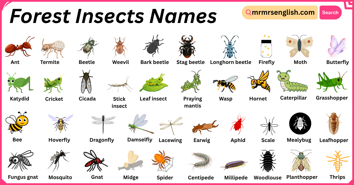 Forest Insects Names in English with Their Pictures - MR MRS ENGLISH
