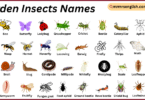 Garden Insects Names in English with Their Pictures