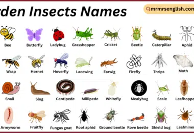 Garden Insects Names in English with Their Pictures