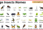 Large Insects Names in English with Their Pictures