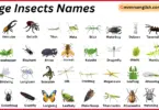 Large Insects Names in English with Their Pictures