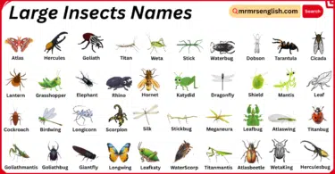 Large Insects Names in English with Their Pictures